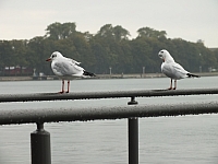 29.09.2012 16:27:22
Stralsund
Ostsee 2012
Ostsee-Fotos