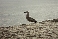 19.08.2013 09:46:37
Sassnitz
Ostsee 2013
Ostsee-Fotos