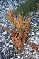 20.08.2013 16:49:43
Kap Arkona
Ostsee 2013
Ostsee-Fotos