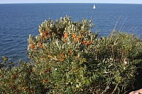 20.08.2013 17:40:10
Kap Arkona
Ostsee 2013
Ostsee-Fotos