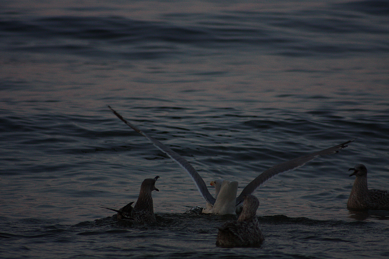 &copy; R.Thiel
Möwenfütterung
Ostseebad
08.08.2014 20:37:27
August 2014
Ostsee-Fotos